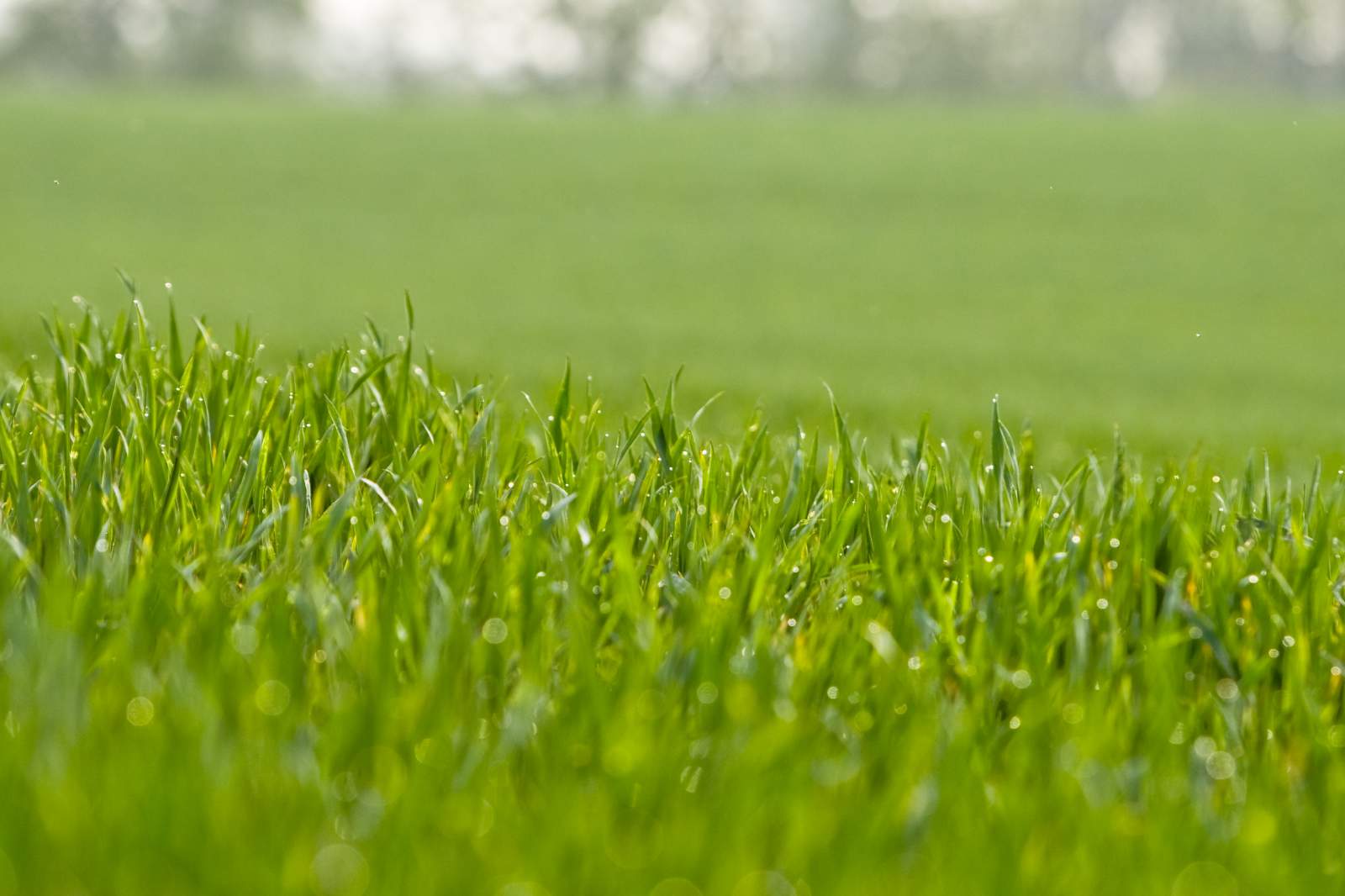 zimmerpflanzen düngen ab wann Zimmerpflanzen Dünger, Monstera Dünger, 6 Monate Depotwirkung – PlantMe main image 0